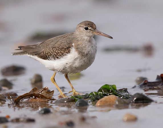 Spotted Sandpiper Actitis macularia. Croy Beach Ayrshire March 2