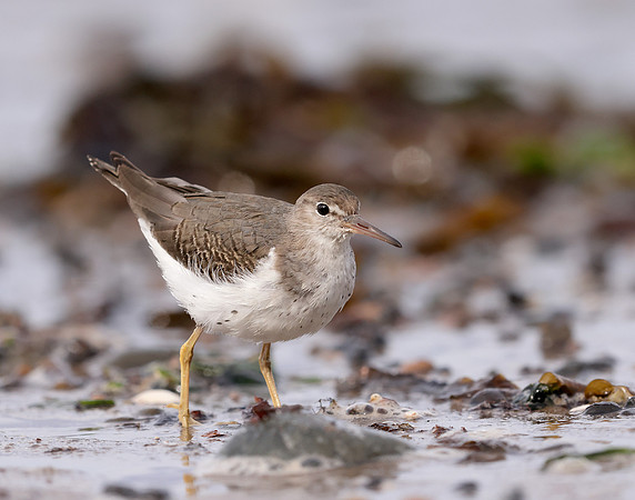Spotted Sandpiper Actitis macularia. Croy Beach Ayrshire March 2