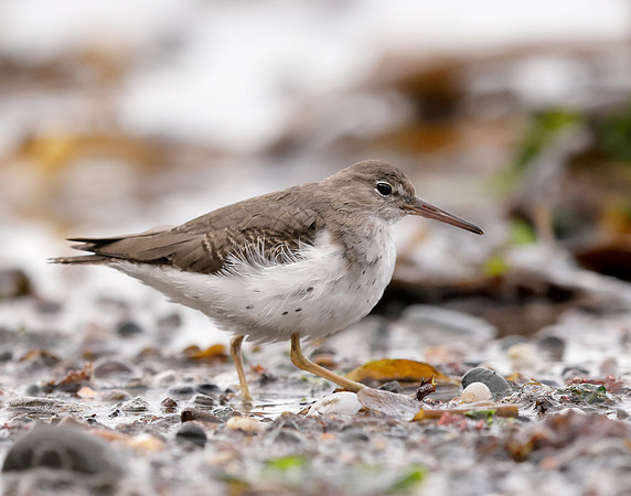 Spotted Sandpiper Actitis macularia. Croy Beach Ayrshire March 2