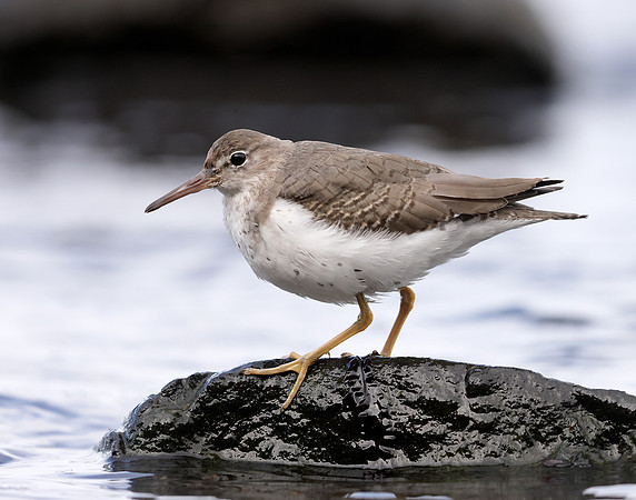 Spotted Sandpiper Actitis macularia. Croy Beach Ayrshire March 2