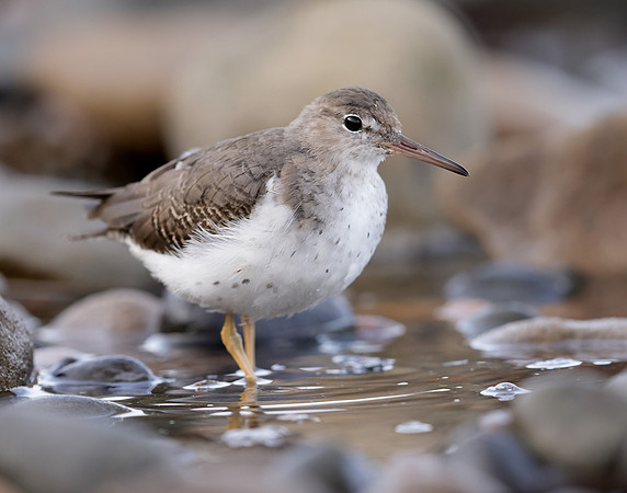 Spotted Sandpiper Actitis macularia. Croy Beach Ayrshire March 2