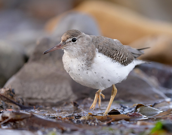 Spotted Sandpiper Actitis macularia. Croy Beach Ayrshire March 2