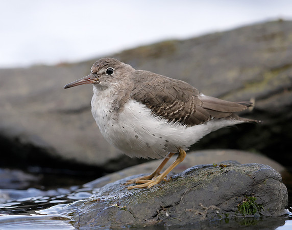 Spotted Sandpiper Actitis macularia. Croy Beach Ayrshire March 2