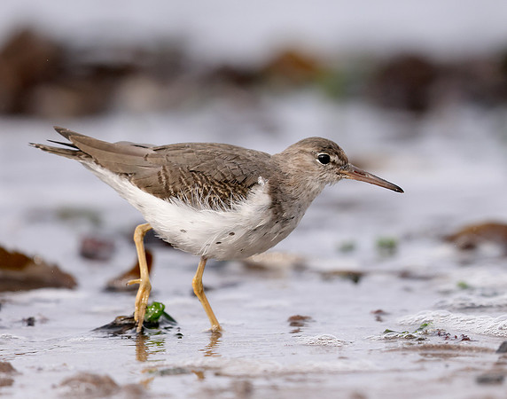 Spotted Sandpiper Actitis macularia. Croy Beach Ayrshire March 2