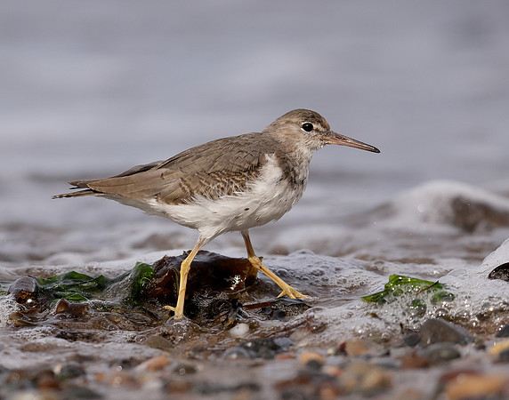 Spotted Sandpiper Actitis macularia. Croy Beach Ayrshire March 2