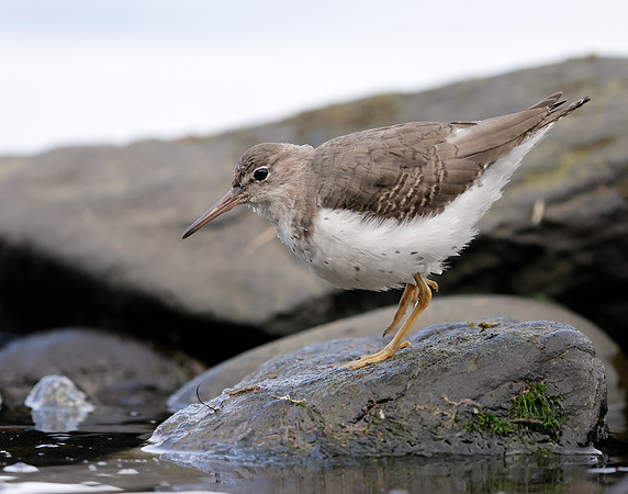Spotted Sandpiper Actitis macularia. Croy Beach Ayrshire March 2
