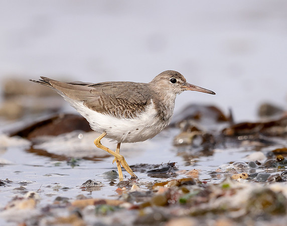 Spotted Sandpiper Actitis macularia. Croy Beach Ayrshire March 2