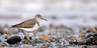 Spotted Sandpiper Actitis macularius. Croy Beach, Ayrshire March