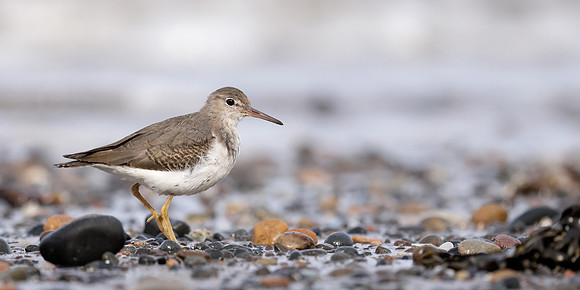 Spotted Sandpiper Actitis macularius. Croy Beach, Ayrshire March