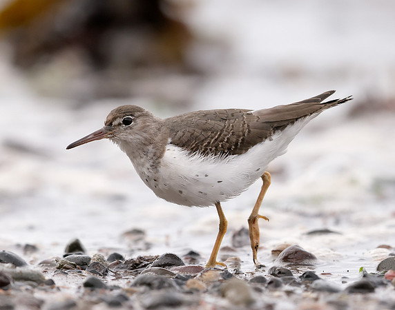 Spotted Sandpiper Actitis macularia. Croy Beach Ayrshire March 2