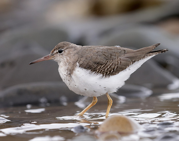 Spotted Sandpiper Actitis macularia. Croy Beach Ayrshire March 2