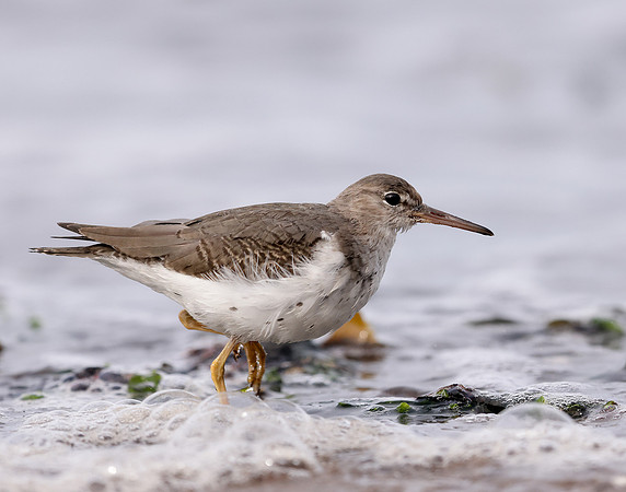 Spotted Sandpiper Actitis macularia. Croy Beach Ayrshire March 2
