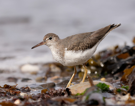 Spotted Sandpiper Actitis macularia. Croy Beach Ayrshire March 2