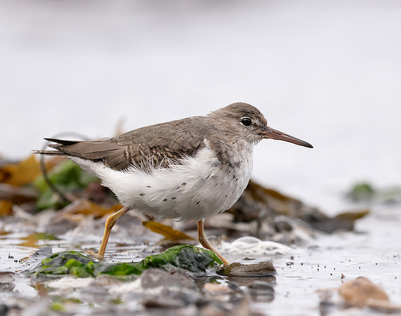 Spotted Sandpiper Actitis macularia. Croy Beach Ayrshire March 2