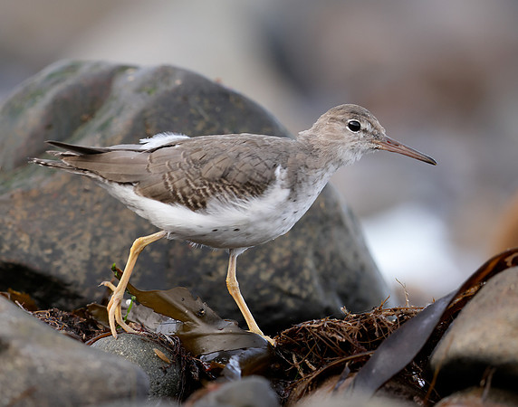 Spotted Sandpiper Actitis macularia. Croy Beach Ayrshire March 2