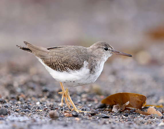 Spotted Sandpiper Actitis macularia. Croy Beach Ayrshire March 2