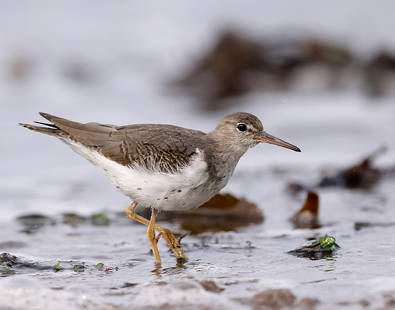 Spotted Sandpiper Actitis macularia. Croy Beach Ayrshire March 2