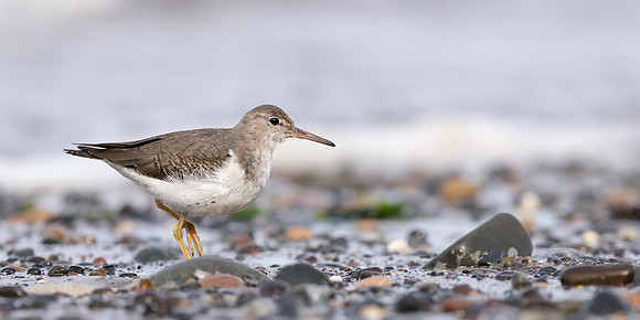 Spotted Sandpiper Actitis macularia. Croy Beach Ayrshire March 2
