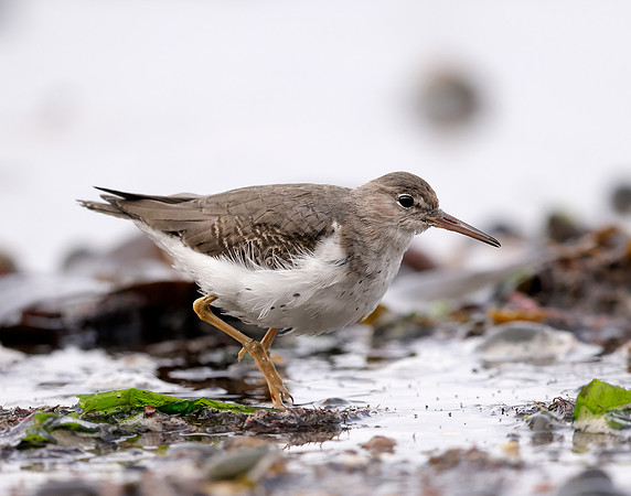 Spotted Sandpiper Actitis macularia. Croy Beach Ayrshire March 2