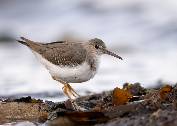 Spotted Sandpiper Actitis macularia. Croy Beach Ayrshire March 2
