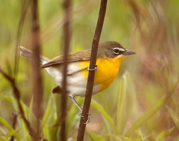 Yellow-breasted Chat Icteria virens