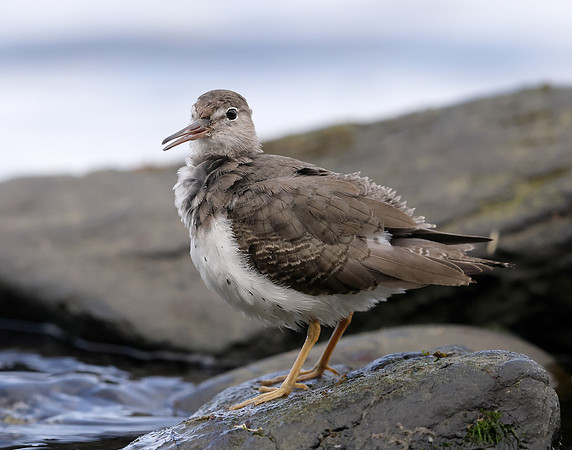 Spotted Sandpiper Actitis macularia. Croy Beach Ayrshire March 2