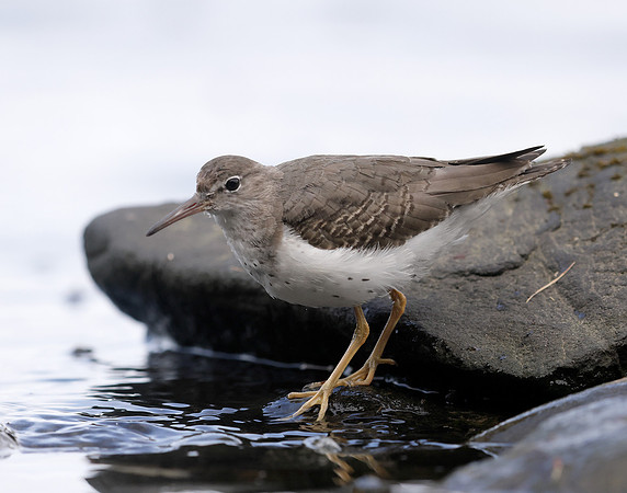 Spotted Sandpiper Actitis macularia. Croy Beach Ayrshire March 2