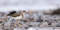 Spotted Sandpiper Actitis macularia. Croy Beach Ayrshire March 2