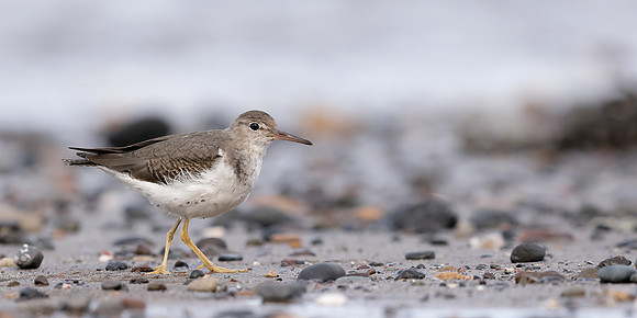 Spotted Sandpiper Actitis macularia. Croy Beach Ayrshire March 2