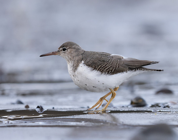 Spotted Sandpiper Actitis macularia. Croy Beach Ayrshire March 2
