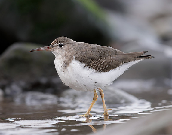 Spotted Sandpiper Actitis macularia. Croy Beach Ayrshire March 2