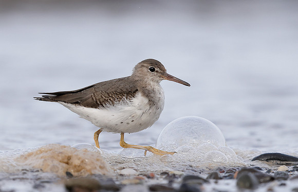 Spotted Sandpiper Actitis macularia. Croy Beach Ayrshire March 2