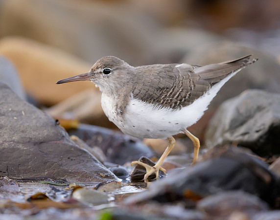 Spotted Sandpiper Actitis macularia. Croy Beach Ayrshire March 2