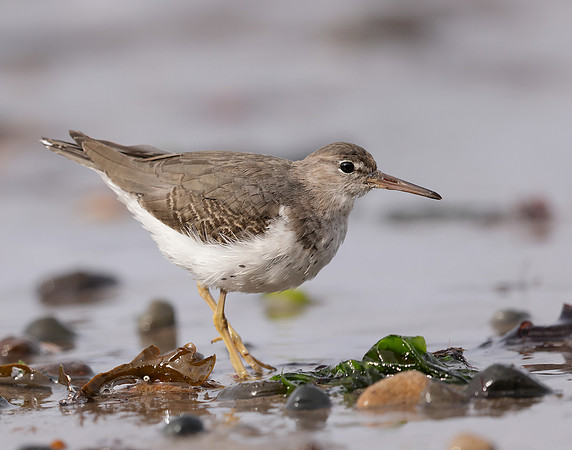 Spotted Sandpiper Actitis macularia. Croy Beach Ayrshire March 2