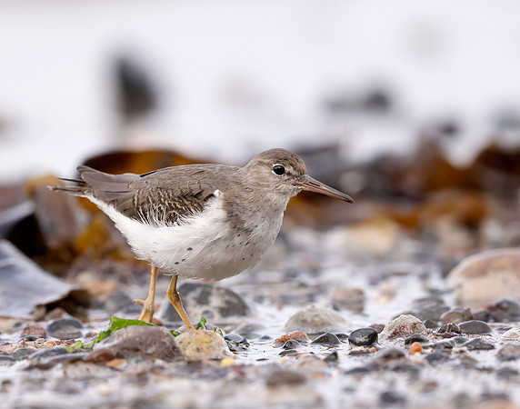 Spotted Sandpiper Actitis macularia. Croy Beach Ayrshire March 2