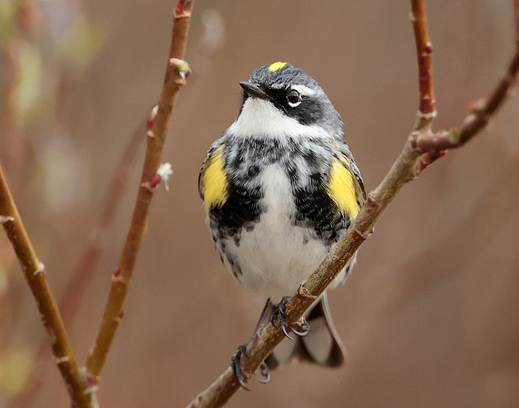 Yellow-rumped Warbler Setophaga coronata