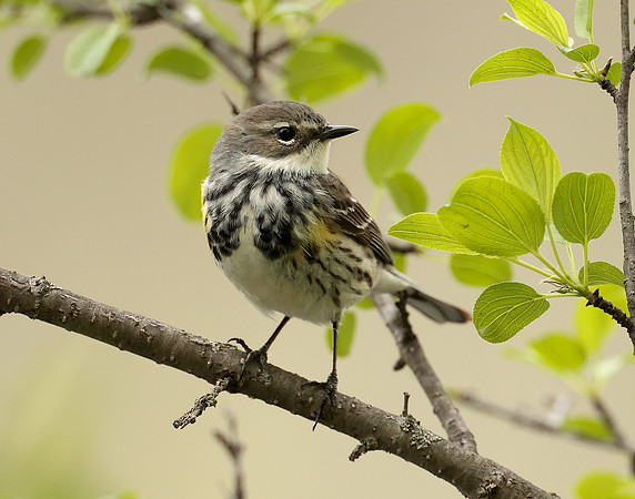 Yellow-rumped Warbler Setophaga coronata