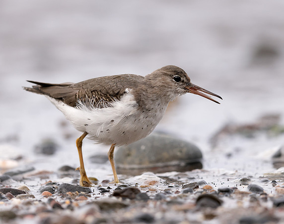Spotted Sandpiper Actitis macularia. Croy Beach Ayrshire March 2