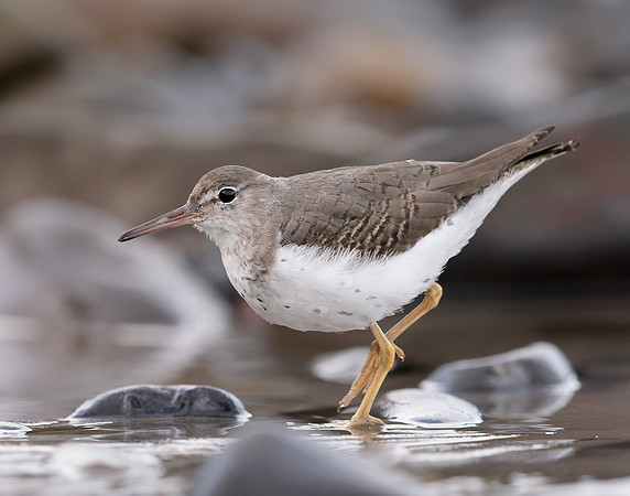 Spotted Sandpiper Actitis macularia. Croy Beach Ayrshire March 2