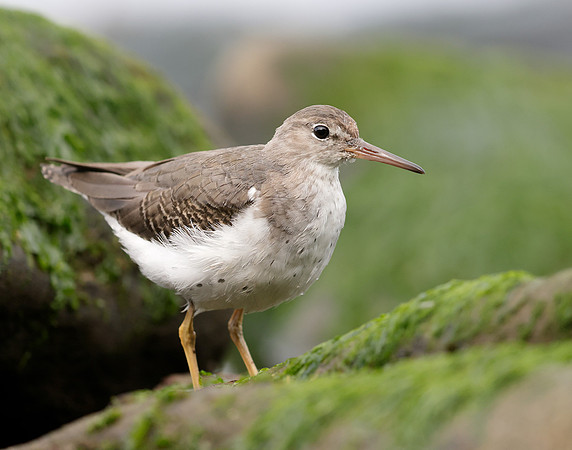 Spotted Sandpiper Actitis macularia. Croy Beach Ayrshire March 2