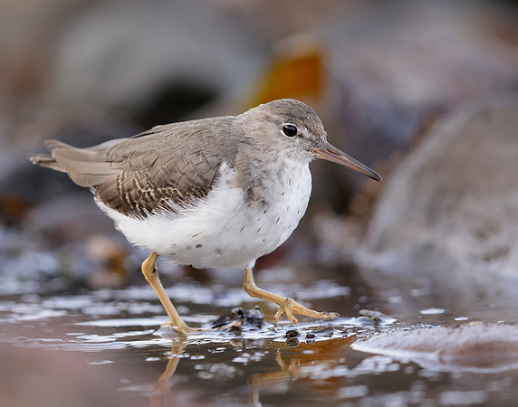 Spotted Sandpiper Actitis macularia. Croy Beach Ayrshire March 2