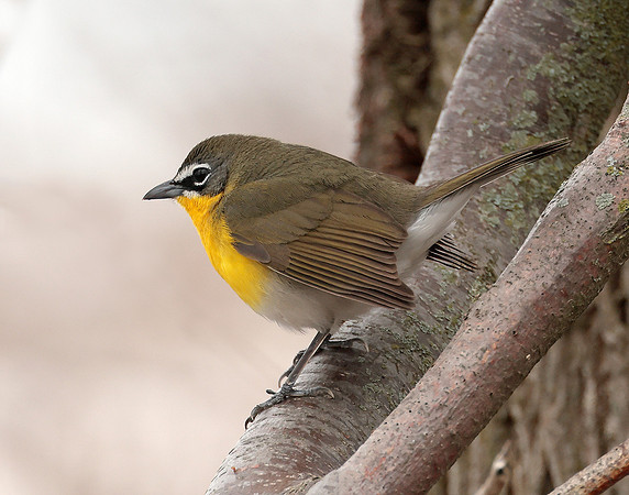 Yellow-breasted Chat Icteria virens