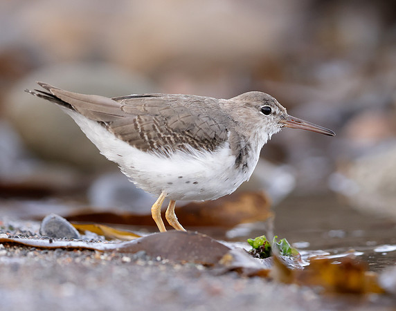 Spotted Sandpiper Actitis macularia. Croy Beach Ayrshire March 2