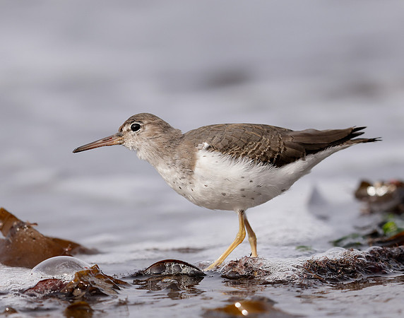 Spotted Sandpiper Actitis macularia. Croy Beach Ayrshire March 2