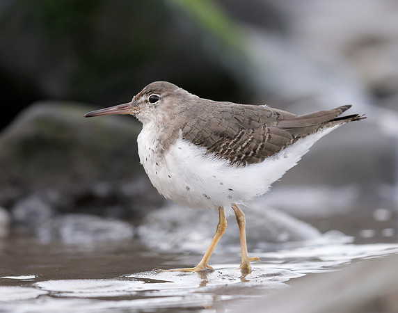 Spotted Sandpiper Actitis macularia. Croy Beach Ayrshire March 2