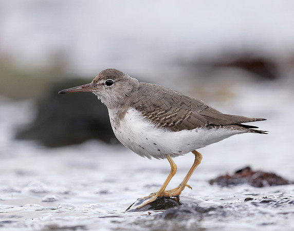 Spotted Sandpiper Actitis macularia. Croy Beach Ayrshire March 2