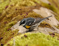 Yellow-rumped Warbler Setophaga coronata