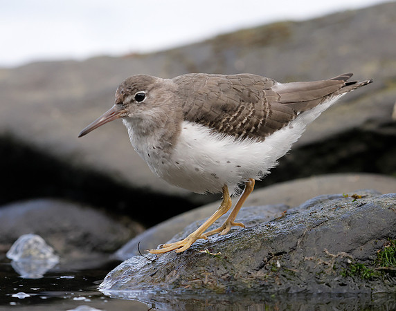 Spotted Sandpiper Actitis macularia. Croy Beach Ayrshire March 2