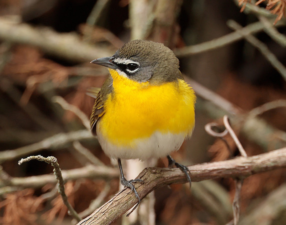 Yellow-breasted Chat Icteria virens