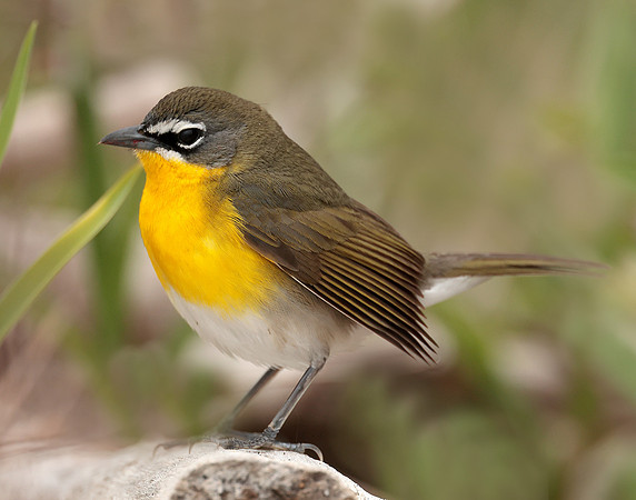 Yellow-breasted Chat Icteria virens